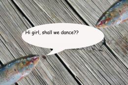 flirting fish Picture